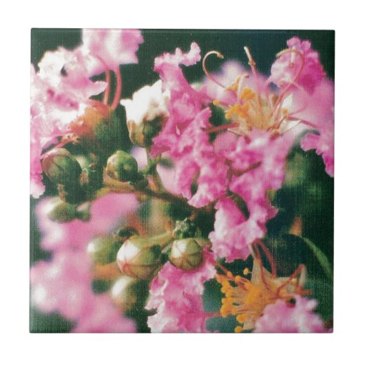 ピンククレープマートル タイル (正面)