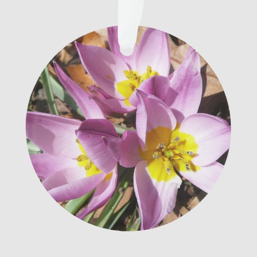 ピンククロキュース春フローラ オーナメント (正面)