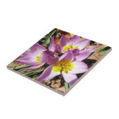 ピンククロキュース春フローラ タイル (側面)