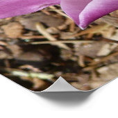 ピンククロキュース春フローラ ポスター (角)