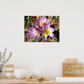 ピンククロキュース春フローラ ポスター (キッチン)