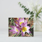 ピンククロキュース春フローラ ポストカード (スタンド正面)