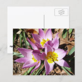 ピンククロキュース春フローラ ポストカード (正面/裏面)