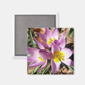 ピンククロキュース春フローラ マグネット (正面/裏面)