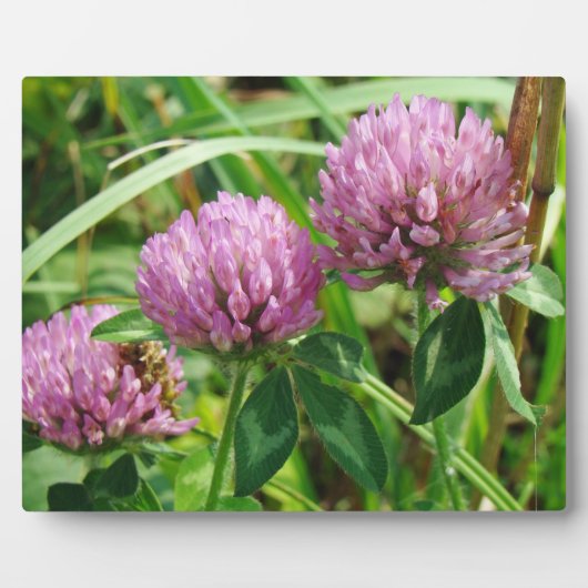 ピンククローバーワイルドフラワー – Trifolium pratense フォトプラーク (正面)