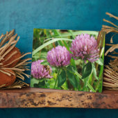 ピンククローバーワイルドフラワー – Trifolium pratense フォトプラーク (側面)