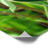 ピンククローバーワイルドフラワー – Trifolium pratense ポスター (角)