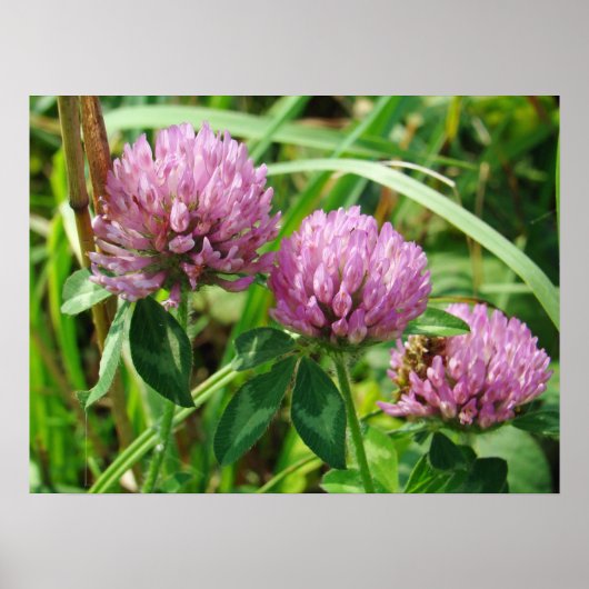 ピンククローバーワイルドフラワー – Trifolium pratense ポスター (正面)