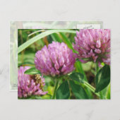 ピンククローバーワイルドフラワー – Trifolium pratense ポストカード (正面/裏面)