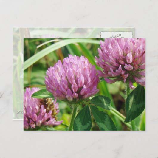 ピンククローバーワイルドフラワー – Trifolium pratense ポストカード (正面/裏面)