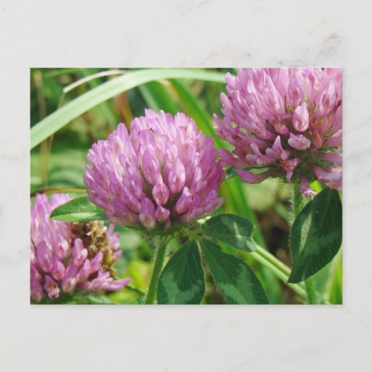 ピンククローバーワイルドフラワー – Trifolium pratense ポストカード (正面)