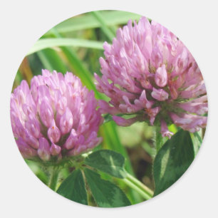ピンククローバーワイルドフラワー – Trifolium pratense ラウンドシール