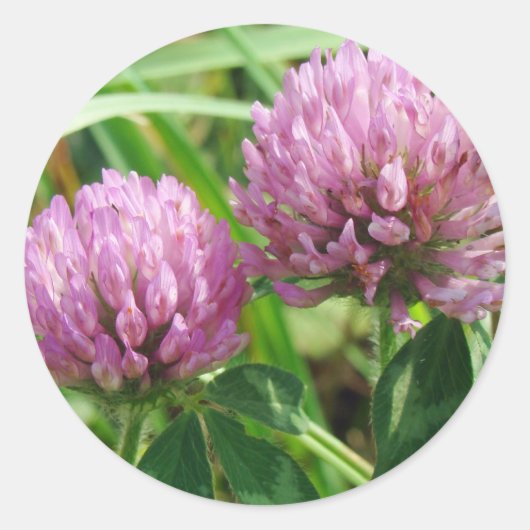 ピンククローバーワイルドフラワー – Trifolium pratense ラウンドシール (正面)