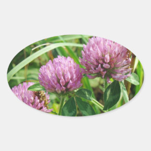 ピンククローバーワイルドフラワー – Trifolium pratense 楕円形シール