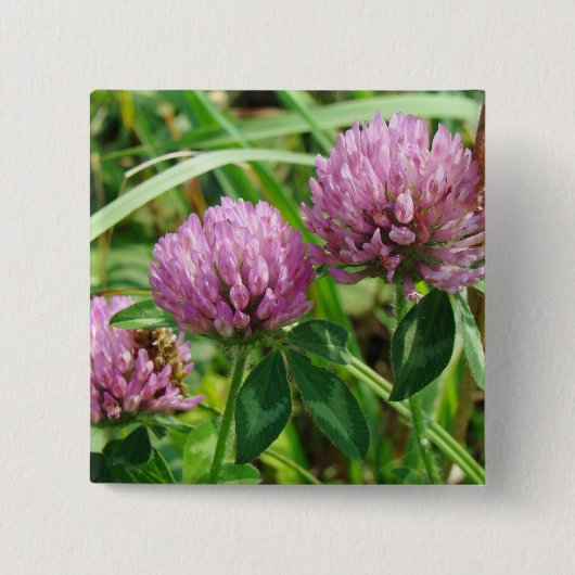 ピンククローバーワイルドフラワー – Trifolium pratense 缶バッジ (正面)