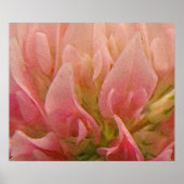 ピンククローバー ポスター (正面)