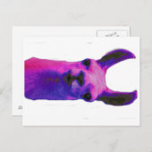 ピンクグラフィックラマ ポストカード (正面/裏面)