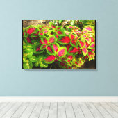 ピンクグリーンコレウストロピカルキャンバス キャンバスプリント (インサイチュ (ウッドフロア))