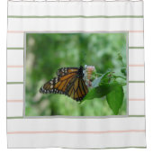 ピンクグリーンストライプ(昆虫)オオカバマダラ、モナーク蝶 シャワーカーテン (正面)