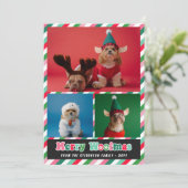 ピンクグリーンレトロメリーウーフマスフォトコラージュ シーズンカード (スタンド正面)