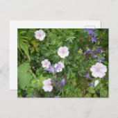 ピンクゲラニウムムズパープルカンパヌラDIYポストカード ポストカード (正面/裏面)