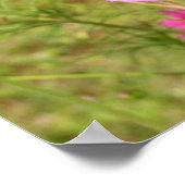 ピンクコスモスのポスター ポスター (角)