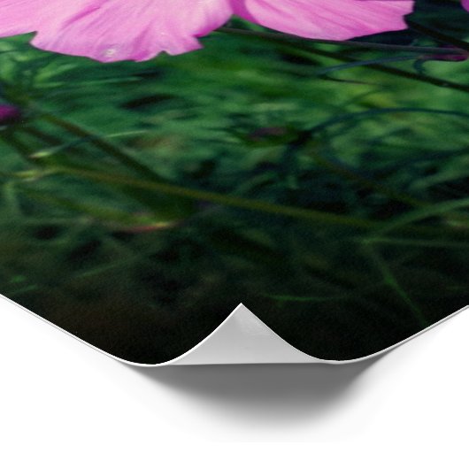 ピンクコスモスフラワーズ鏡抽象芸術 ポスター (角)