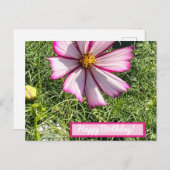 ピンクコスモフラワーポストカード、ハッピーバースデー ポストカード (正面/裏面)