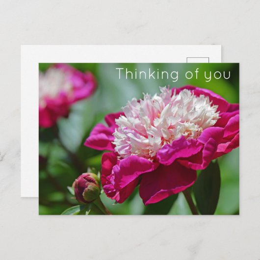 ピンクコテージ牡丹考えるの花の皆 ポストカード (正面/裏面)