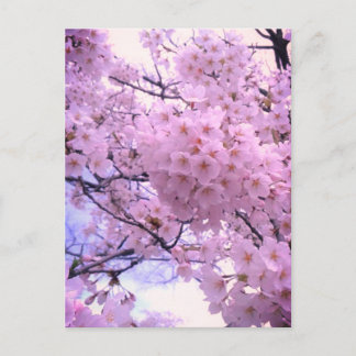 ピンクサクラの桜の花のスマホケース ポストカード