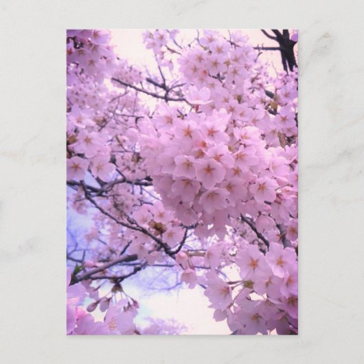 ピンクサクラの桜の花のスマホケース ポストカード (正面)