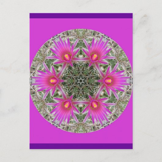 ピンクサボテンの花 ポストカード (正面)
