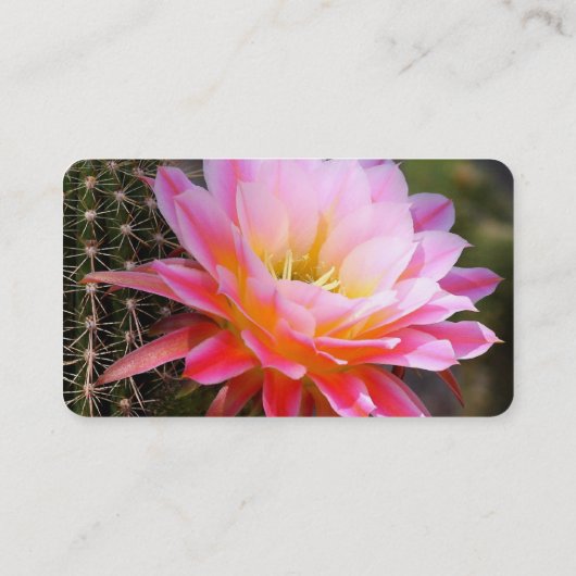 ピンクサボテン開花 名刺 (裏面)