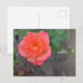 ピンクサンゴバラ自然写真花壇 ポストカード (正面/裏面)