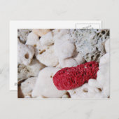 ピンクサンゴ ポストカード (正面/裏面)