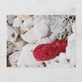 ピンクサンゴ ポストカード (正面)