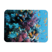 ピンクサンゴ マグネット (横)