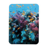 ピンクサンゴ マグネット (縦)