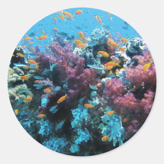 ピンクサンゴ ラウンドシール (正面)