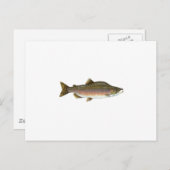 ピンクサーモン ポストカード