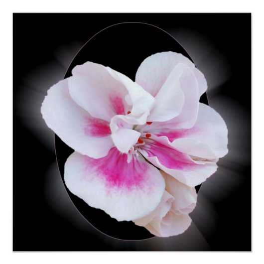 ピンクシェード ポスター (正面)