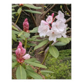 ピンクシャクシャクナゲ開花フローラ フォトプリント (正面)