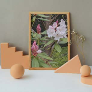 ピンクシャクシャクナゲ開花フローラ フォトプリント