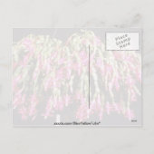 ピンクシュルンベルゲラブリヂシ（クリスマスサボテン）フィート シーズンポストカード (裏面)