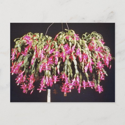 ピンクシュルンベルゲラブリヂシ（クリスマスサボテン）フィート シーズンポストカード (正面)