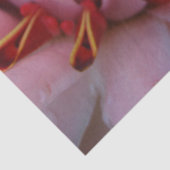 ピンクジンジャーティッシュペーパー 薄葉紙 (詳細)