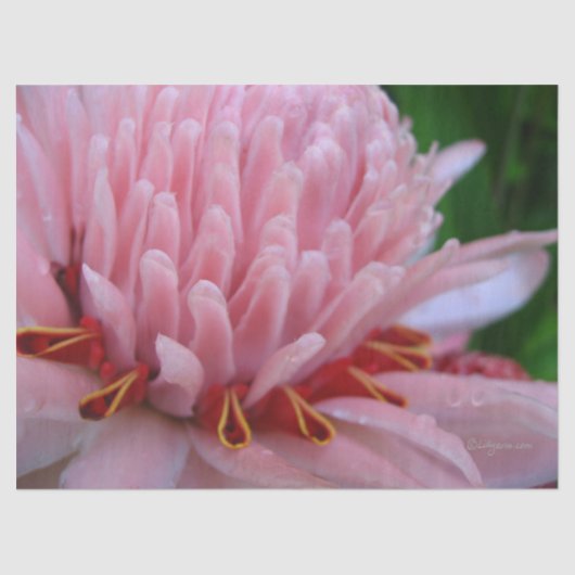 ピンクジンジャーティッシュペーパー 薄葉紙 (正面)