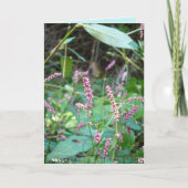 ピンクスの山 カード (正面)