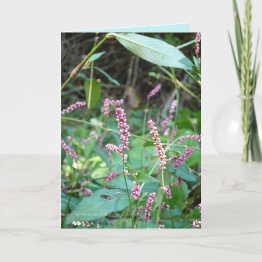 ピンクスの山 カード (正面)