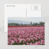 ピンクスカギットバレーチューリップ ポストカード (正面/裏面)